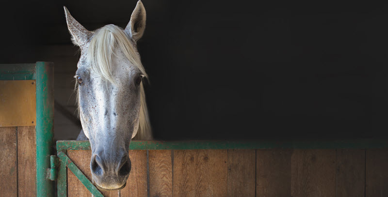 horse and stable door